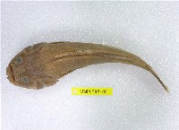 藏品(青瞻星魚)的圖片